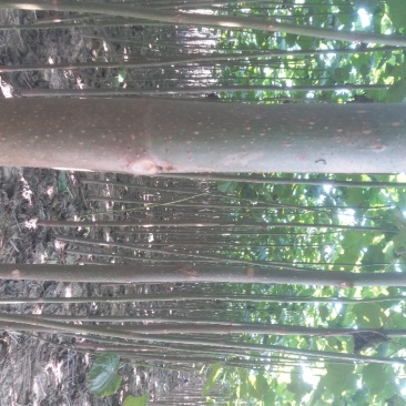 泡桐树苗【大型种植基地】现挖现卖量大从优