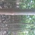 泡桐树苗【大型种植基地】现挖现卖量大从优