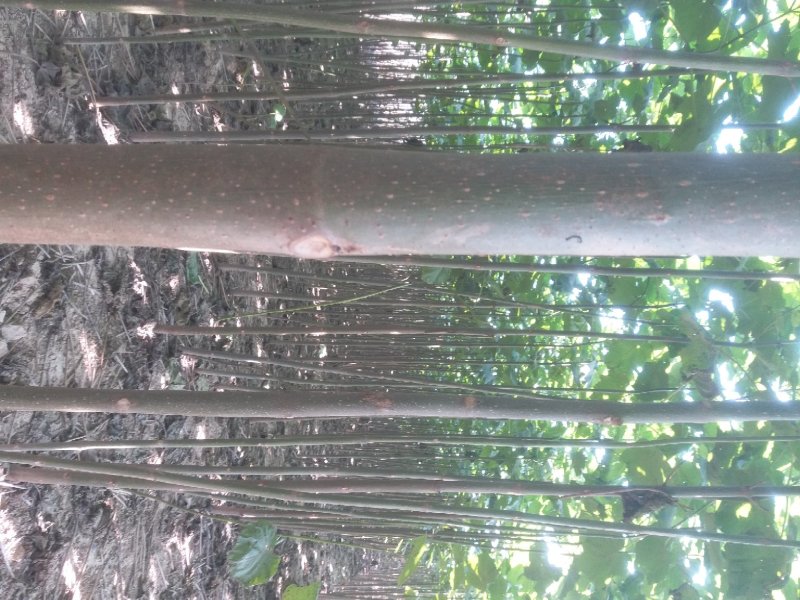 泡桐树苗【大型种植基地】现挖现卖量大从优