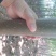 泡桐树苗【大型种植基地】现挖现卖量大从优
