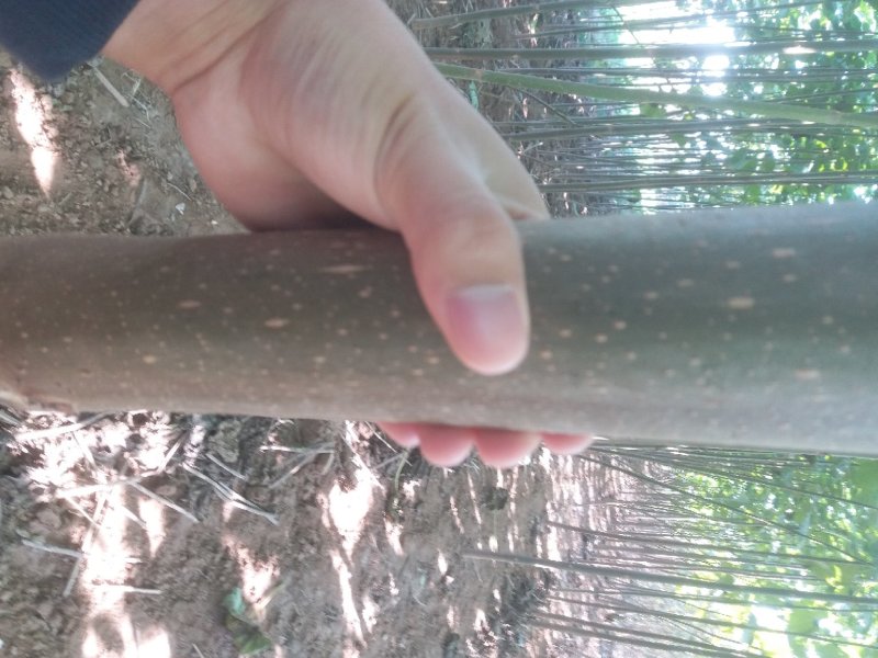 泡桐树苗【大型种植基地】现挖现卖量大从优