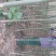 泡桐树苗【大型种植基地】现挖现卖量大从优