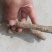 泡桐树苗【大型种植基地】现挖现卖量大从优