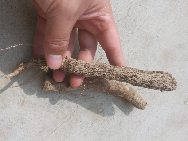 泡桐树苗【大型种植基地】现挖现卖量大从优
