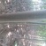 泡桐树苗【大型种植基地】现挖现卖量大从优