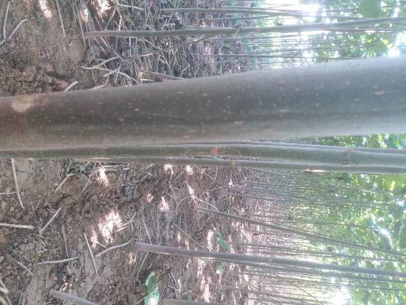 泡桐树苗【大型种植基地】现挖现卖量大从优