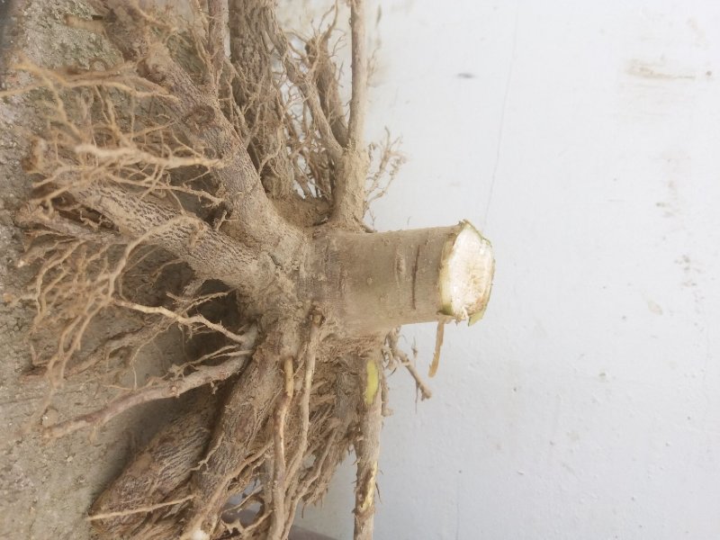 泡桐树苗【大型种植基地】现挖现卖量大从优