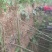 泡桐树苗【大型种植基地】现挖现卖量大从优