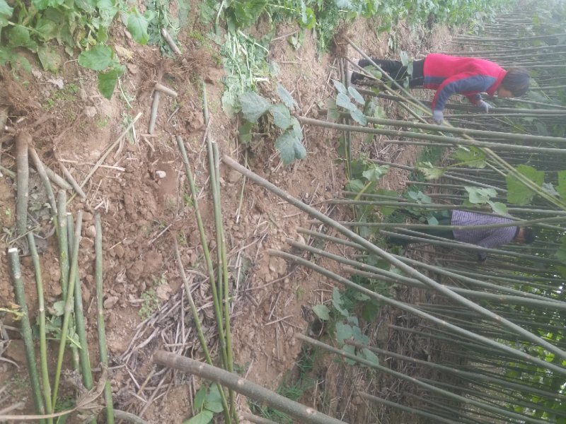 泡桐树苗【大型种植基地】现挖现卖量大从优