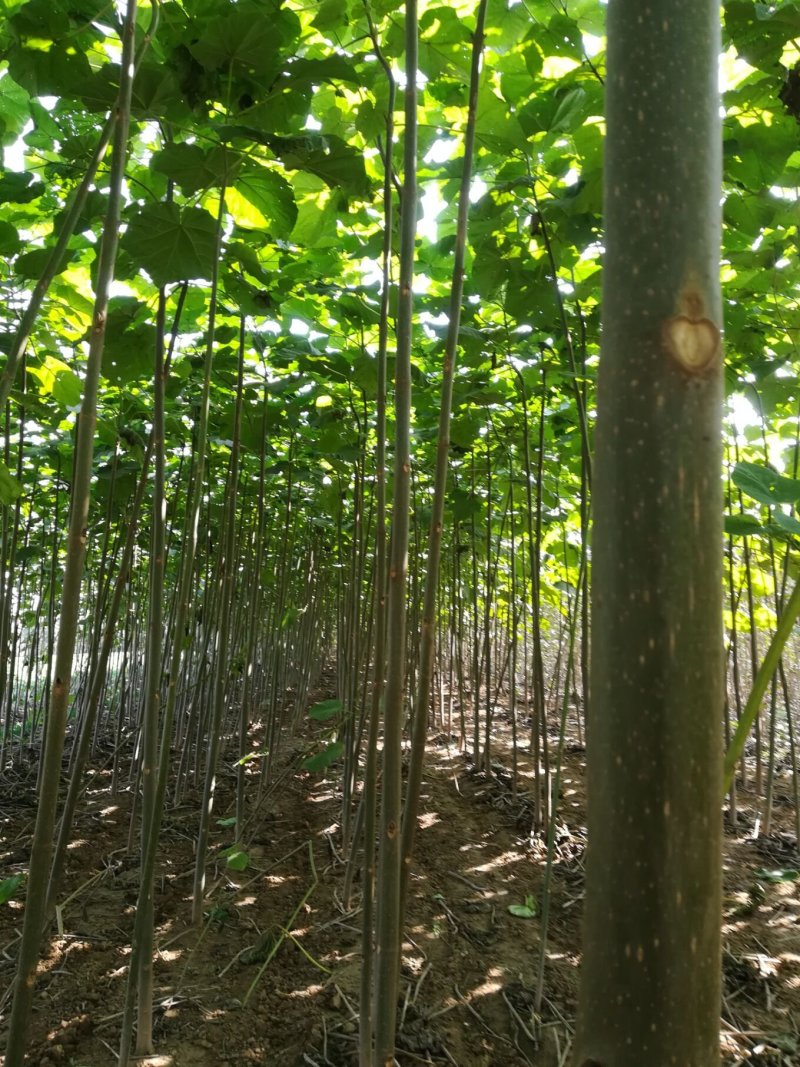 泡桐树根苗泡桐苗规格齐全新品种五年成材
