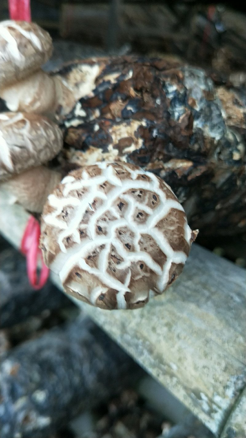 鲜菇花菇干货