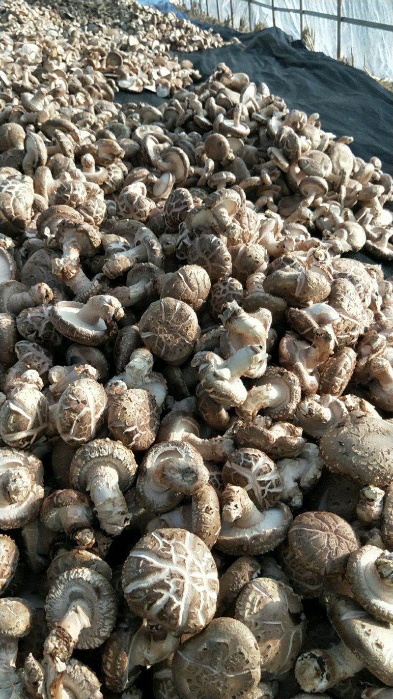 鲜菇花菇干货