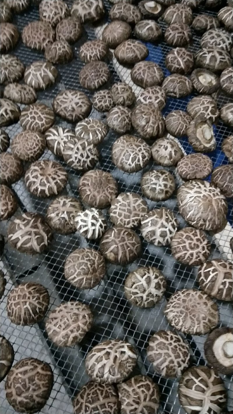 鲜菇花菇干货