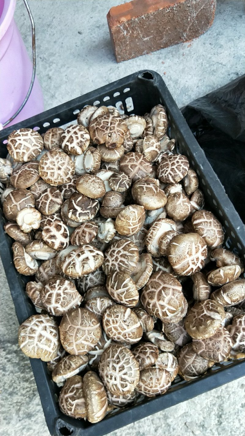 鲜菇花菇干货