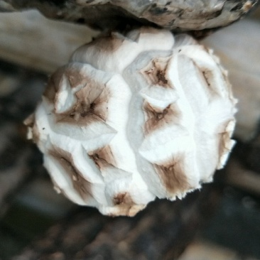 鲜菇花菇干货