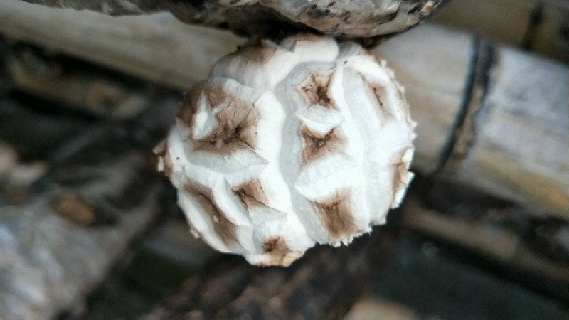 鲜菇花菇干货