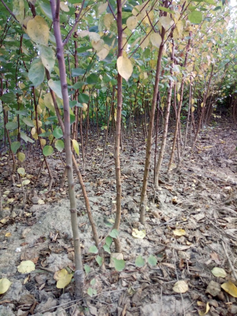 正宗荷兰香蜜杏嫁接苗基地直销现要现挖提供技术