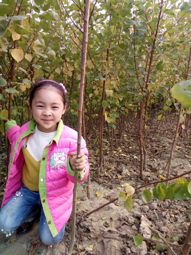 正宗荷兰香蜜杏嫁接苗基地直销现要现挖提供技术