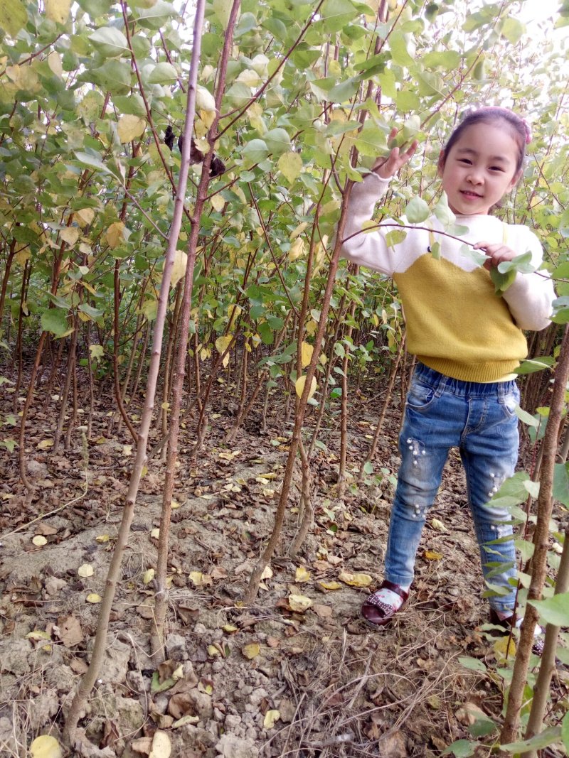 正宗荷兰香蜜杏嫁接苗基地直销现要现挖提供技术