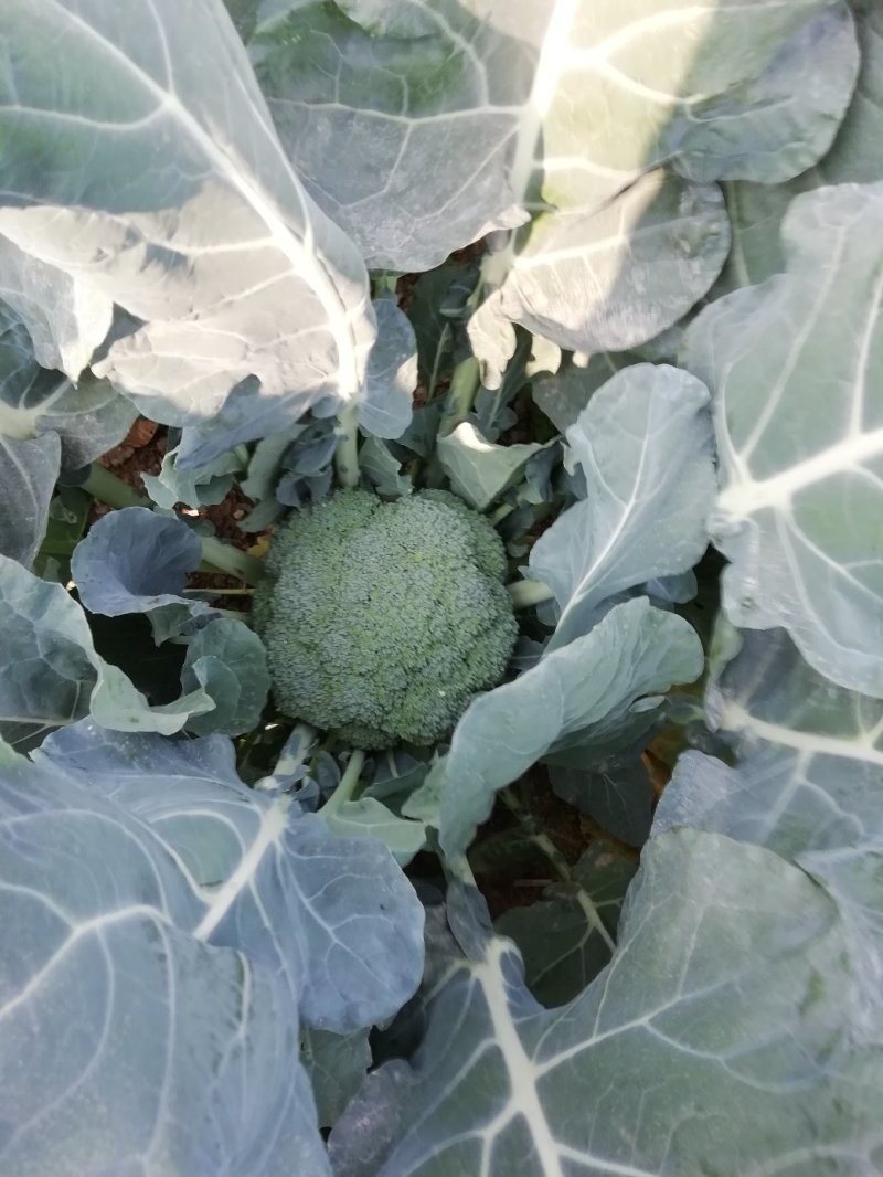 各种蔬菜已大量上市欢迎订购