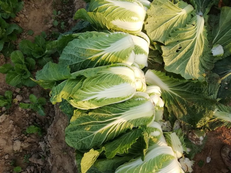 各种蔬菜已大量上市欢迎订购