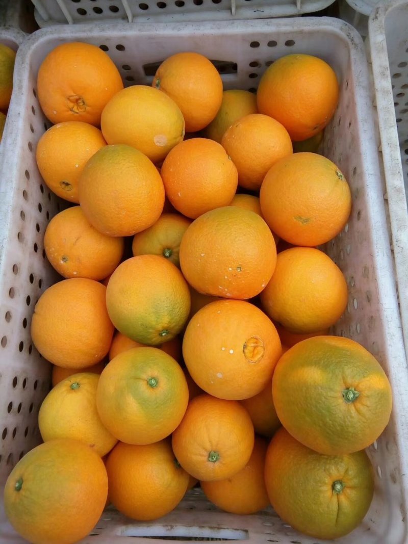 金堂三溪脐橙