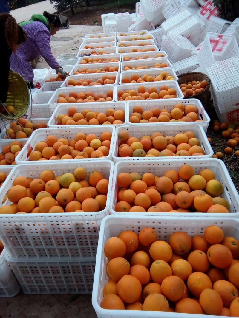 金堂三溪脐橙