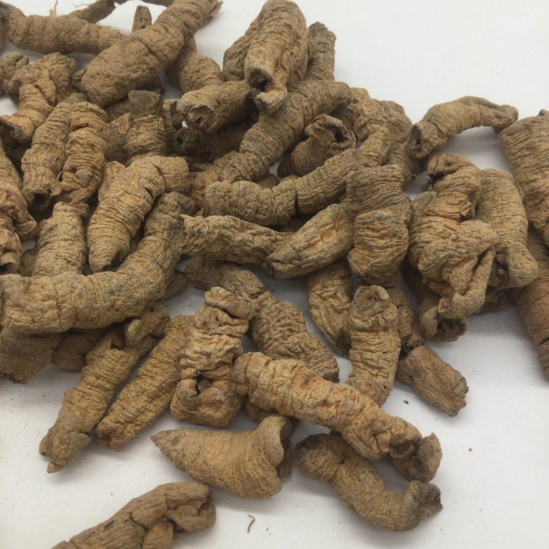 巴戟天