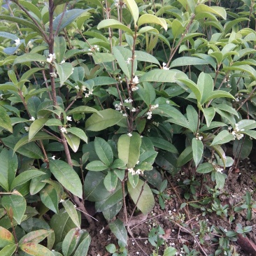 桂花,四季桂带土球月月桂花期长,部份地区不包邮