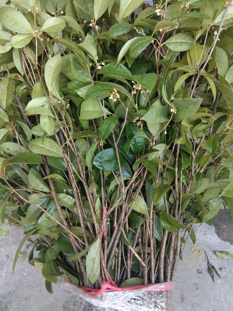 桂花，四季桂带土球月月桂花期长，部份地区不包邮