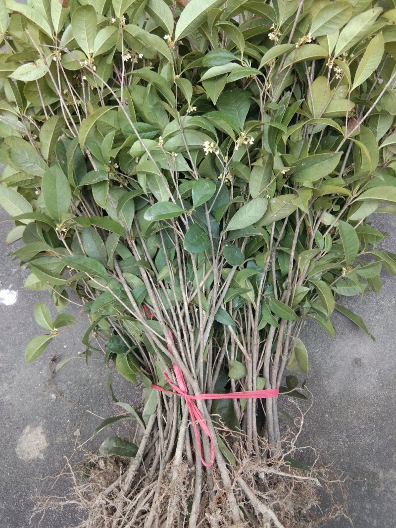 桂花，四季桂带土球月月桂花期长，部份地区不包邮
