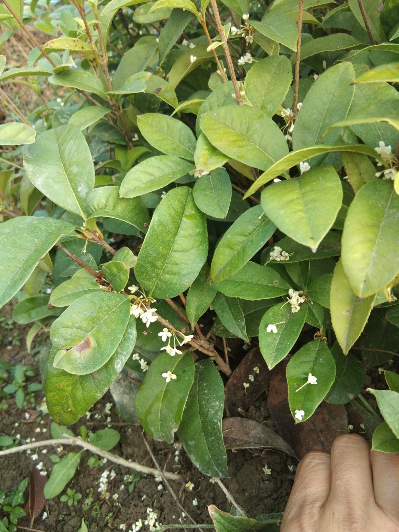 桂花，四季桂带土球月月桂花期长，部份地区不包邮