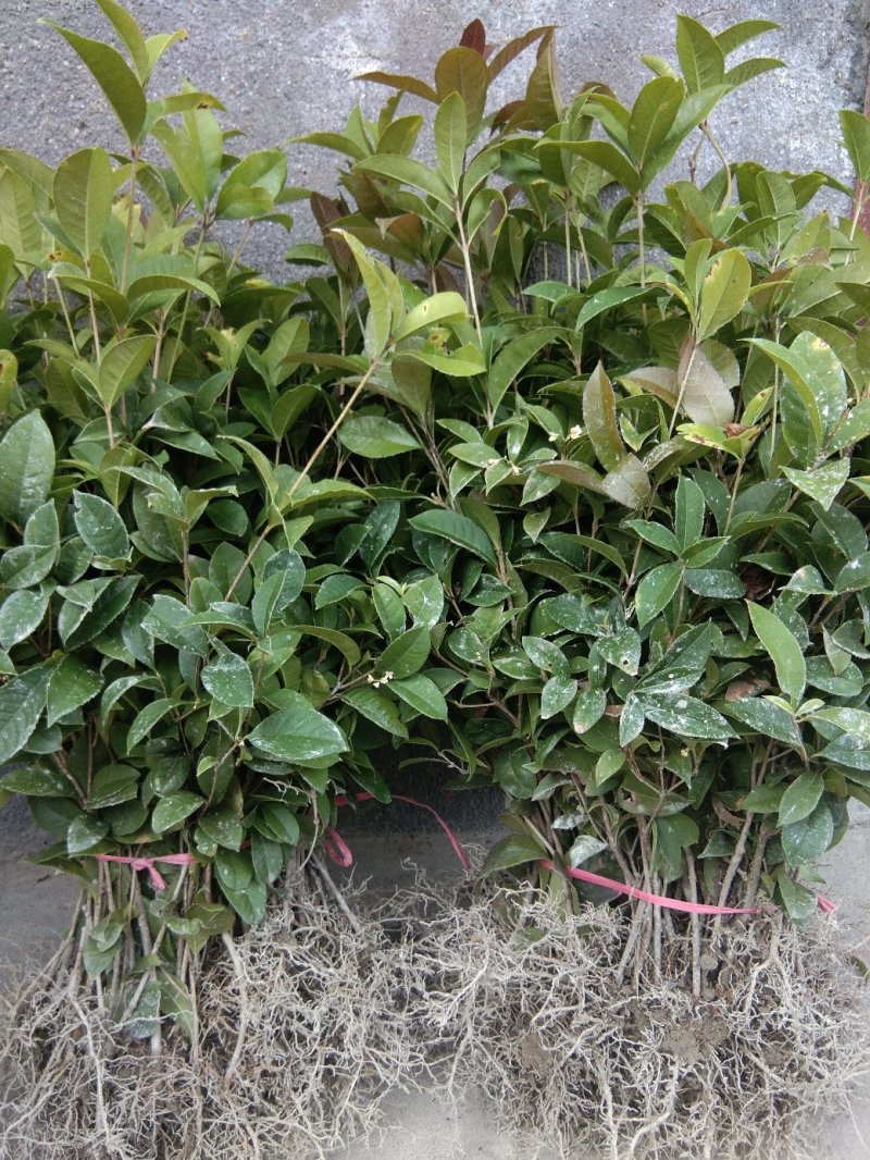 桂花，四季桂带土球月月桂花期长，部份地区不包邮