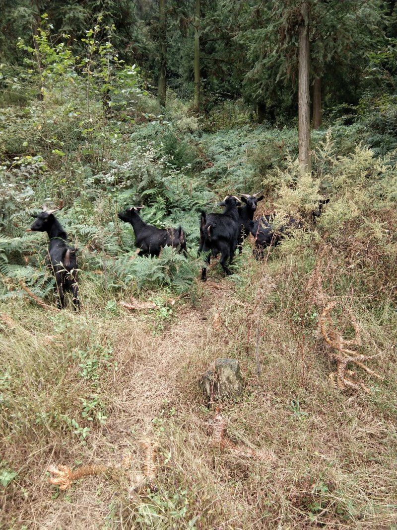 出售黑山羊肉羊毛