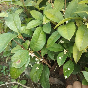 四季桂苗四季桂花苗，月月桂花树苗，花期长