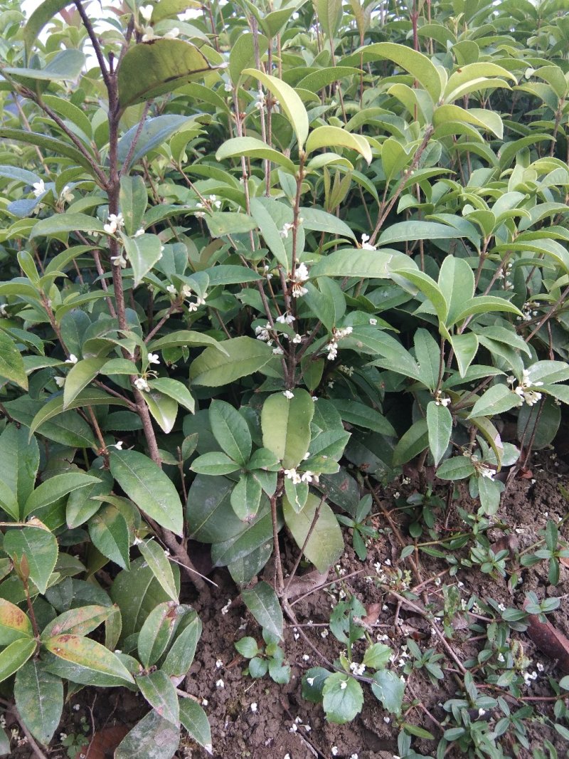 四季桂苗四季桂花苗，月月桂花树苗，花期长