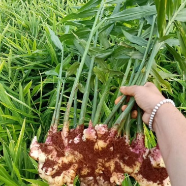 云南大量红土小黄姜可以采购了