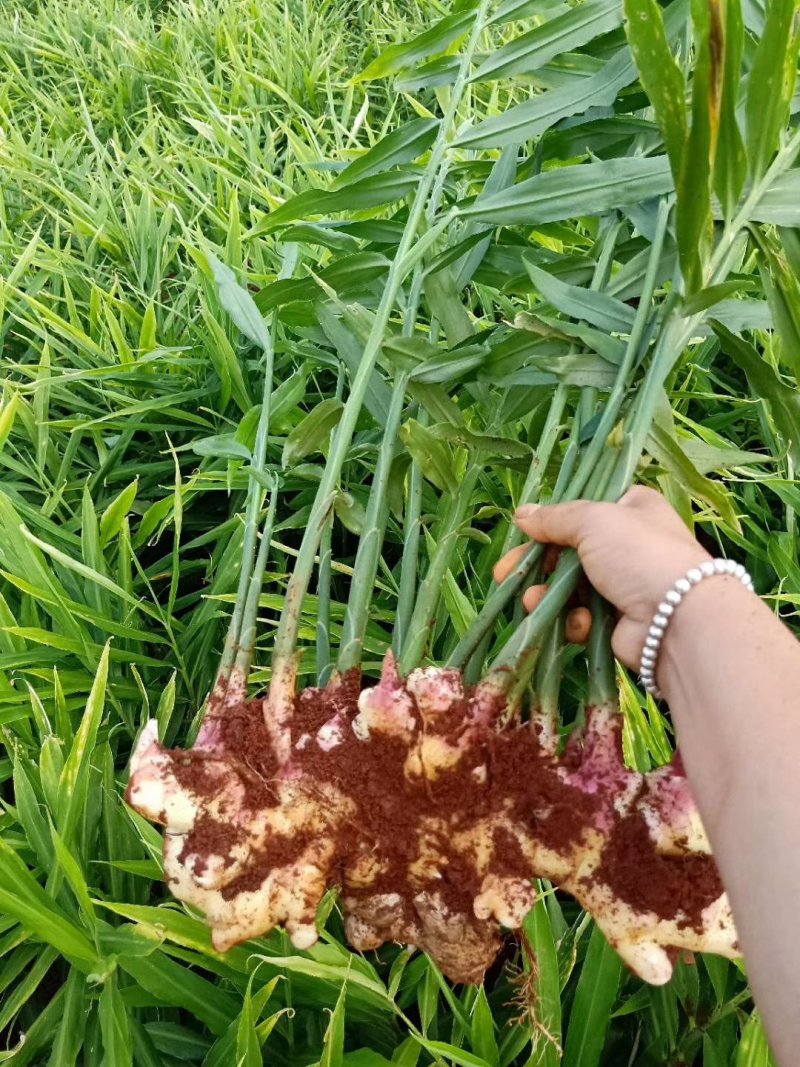 云南大量红土小黄姜可以采购了