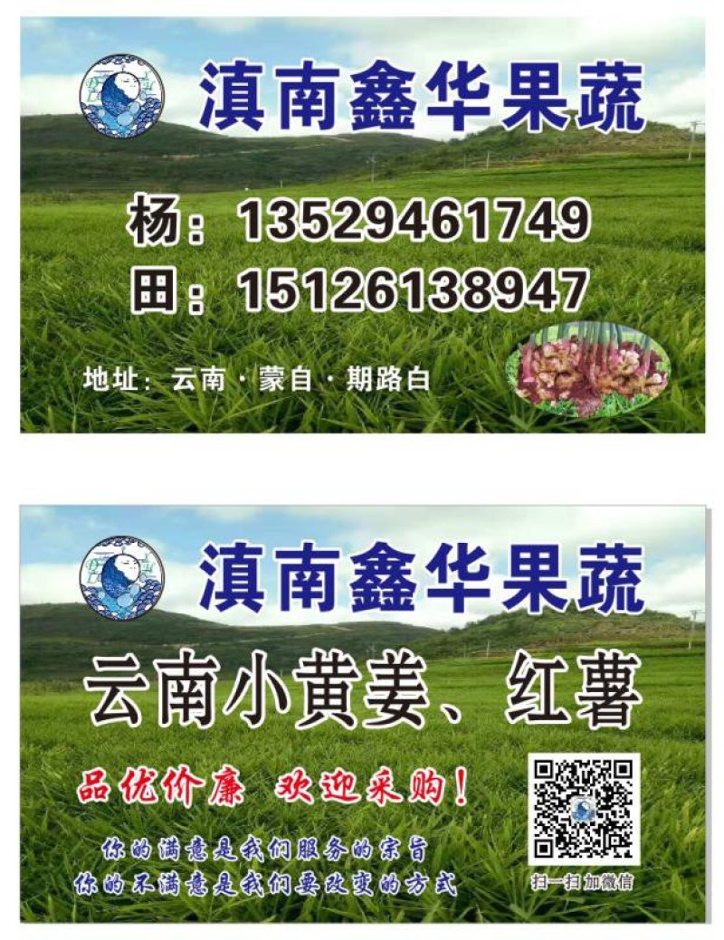 云南大量红土小黄姜可以采购了