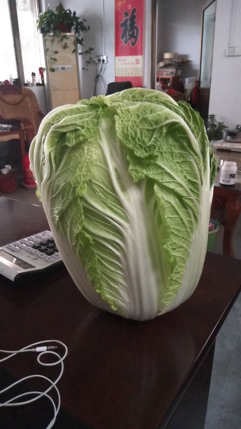 供应优质大白菜
