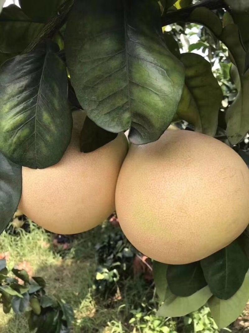 蜜柚红心白心柚产地直销大量供应皮薄个大水分足口味甜