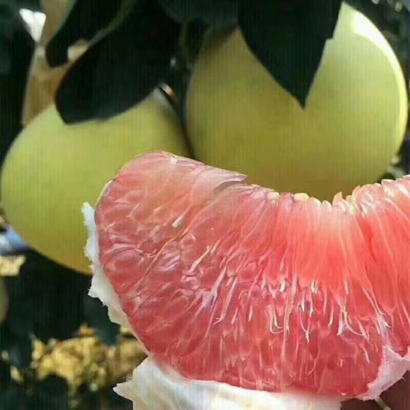 蜜柚红心白心柚产地直销大量供应皮薄个大水分足口味甜