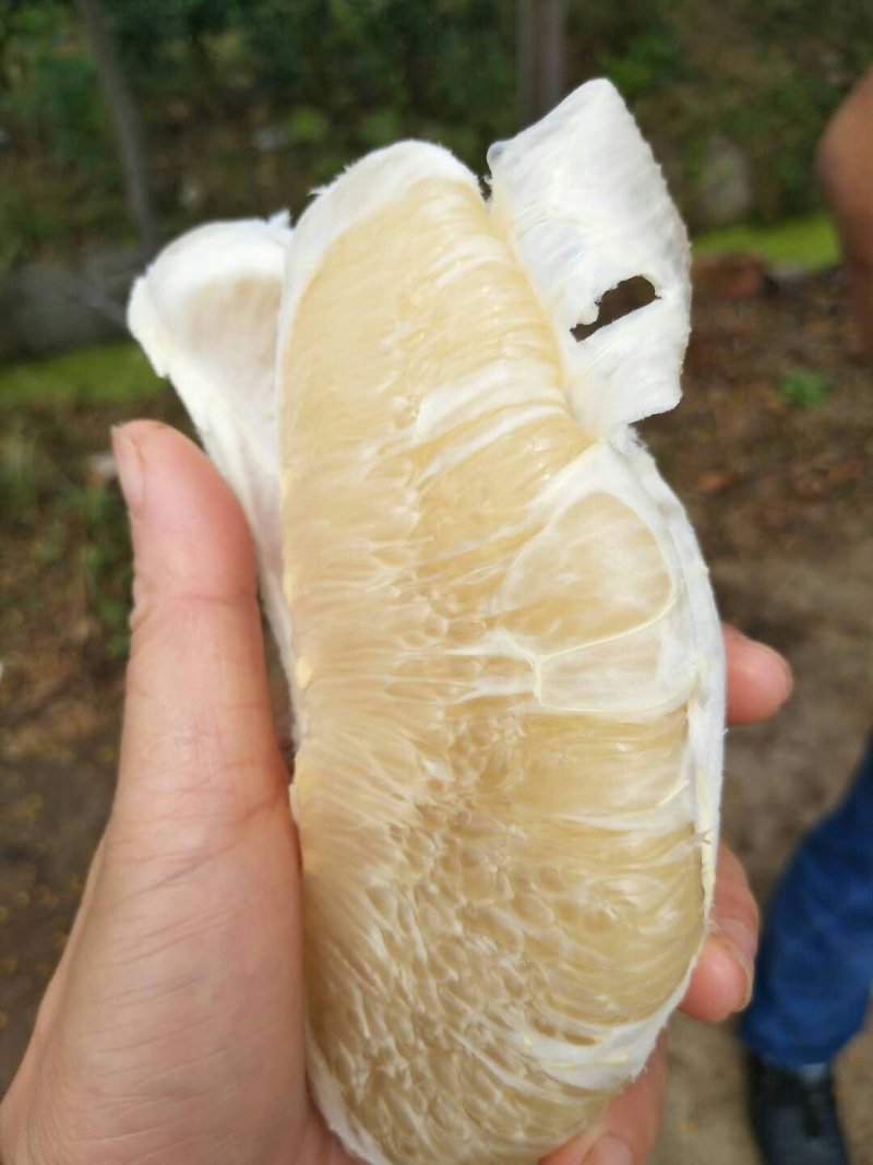 蜜柚红心白心柚产地直销大量供应皮薄个大水分足口味甜