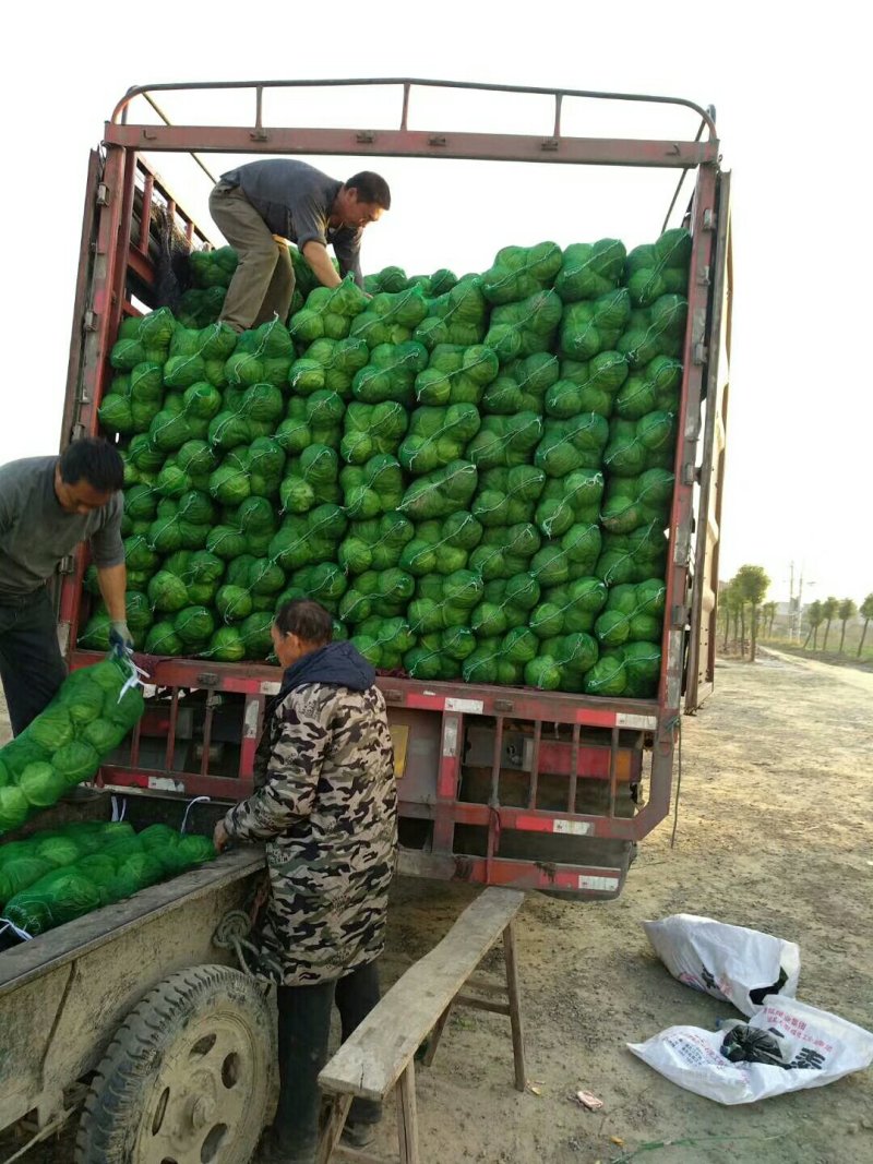 新野万亩甘蓝大量上市支持各种包装可视屏看货