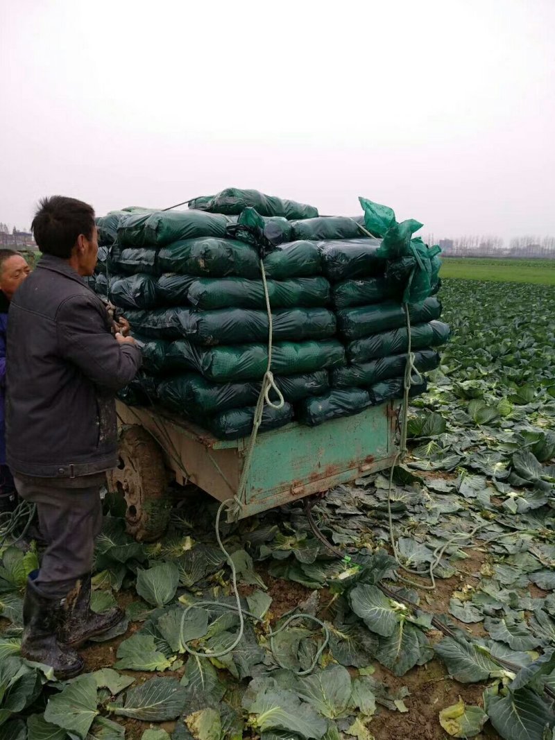 新野万亩甘蓝大量上市支持各种包装可视屏看货