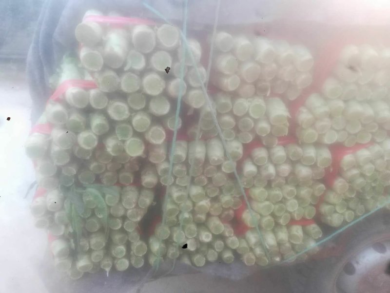 山东旺铺优质红叶，高品质，优质莴苣，欢迎新老客户采购。