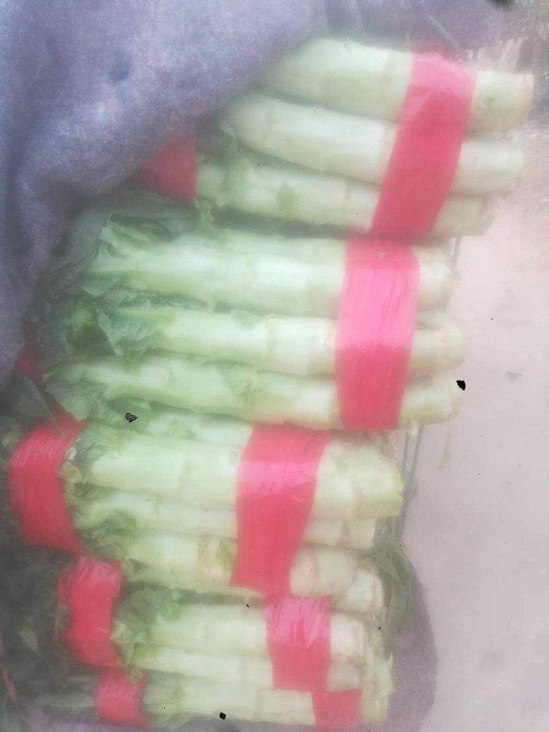 山东旺铺优质红叶，高品质，优质莴苣，欢迎新老客户采购。