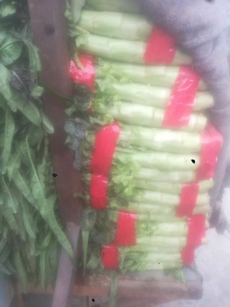 山东旺铺优质红叶，高品质，优质莴苣，欢迎新老客户采购。