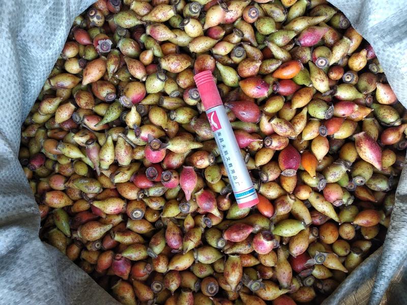 贵州无硫泡酒滋补食材野生生鲜金樱子鲜货蜂糖罐干货产地直发