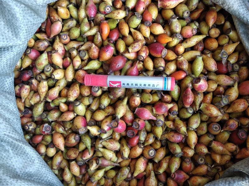 贵州无硫泡酒滋补食材野生生鲜金樱子鲜货蜂糖罐干货产地直发